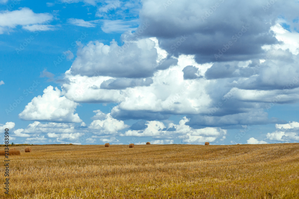 Field with wheat and stacks against the blue sky with clouds on a summer day
