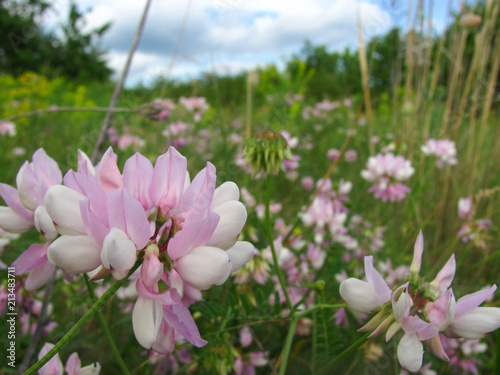 beautiful pink wild bird vetch, close up photo
