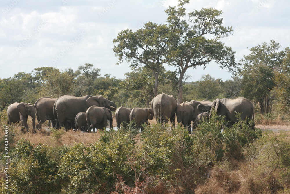 Fototapeta premium Elephant herd in the Kruger National Park