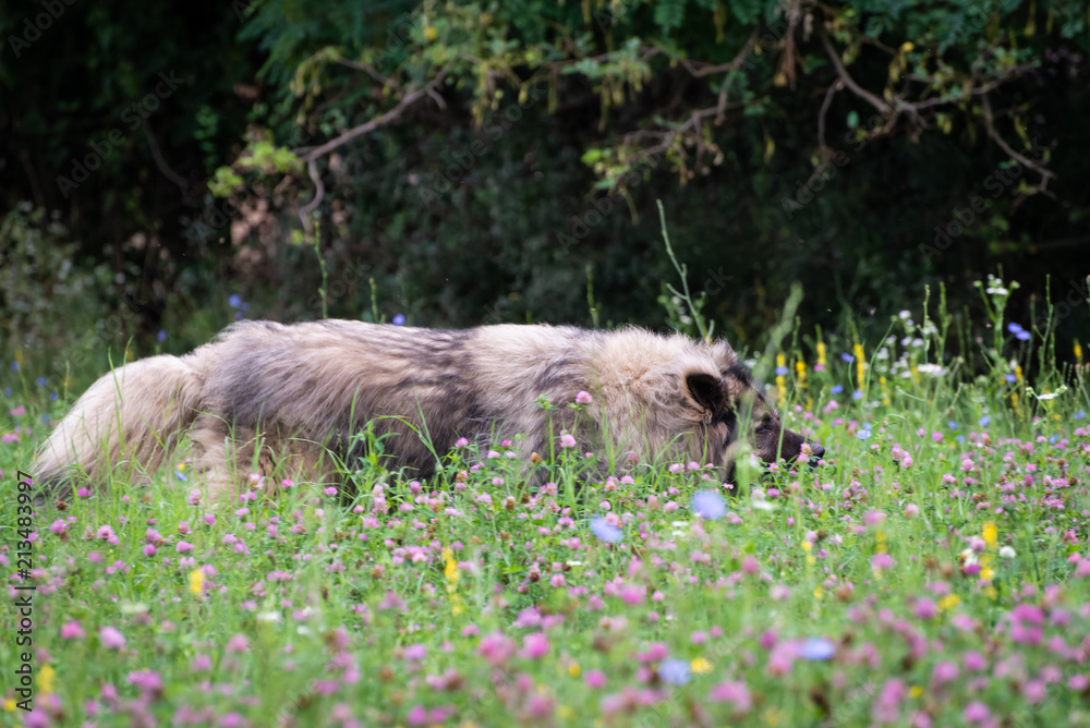 Shepherd dog from Sar planina Shepherd dog from Sar planina