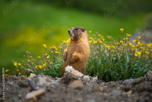 Yellow-bellied Marmot close-up Colorado Rocky Mountains