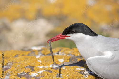 Arctic tern with a sand eel photo