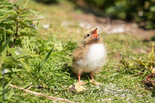 Arctic tern chick begging for food