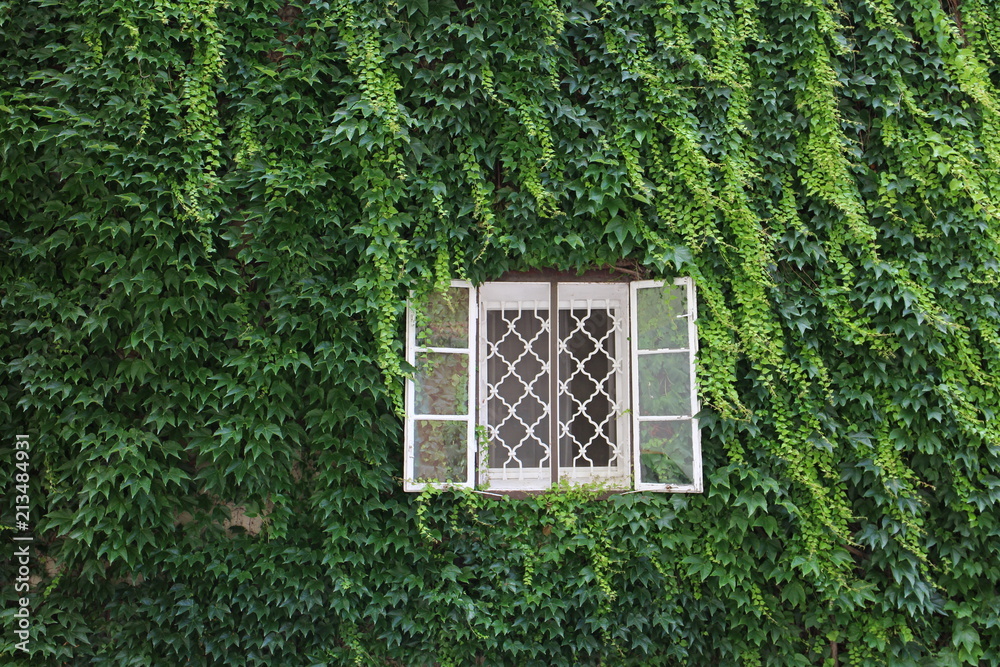 Window in facade overgrown with ivy in city centre of Esztergom, Hungary Window in facade overgrown with ivy in city centre of Esztergom, Hungary