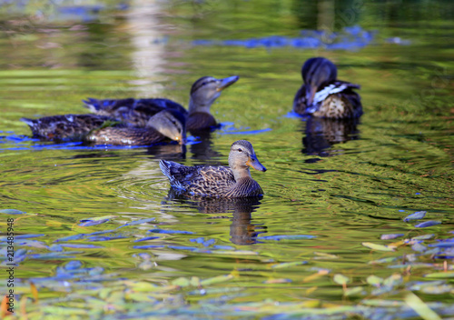 canard colvert photo