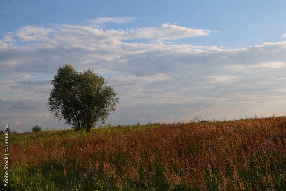 Tree on the meadow