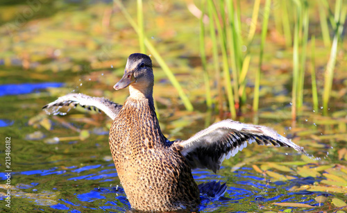 canard colvert photo