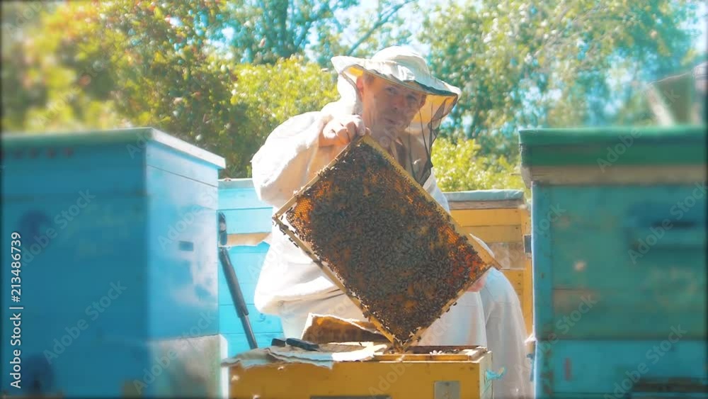 beekeeper holding a honeycomb full of bees. Beekeeper inspecting honeycomb frame at apiary. Beekeeping concept slow motion video. beekeeper holding a honeycomb full of bees. Beekeeper working collect beekeeper holding a honeycomb full of bees. Beekeeper inspecting honeycomb frame at apiary. Beekeeping concept slow motion video. beekeeper holding a honeycomb full of bees. Beekeeper working collect