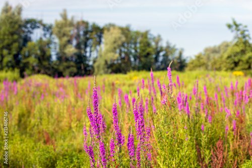 Exuberant flowering Purple Loosestrife in the foreground of a nature reserve