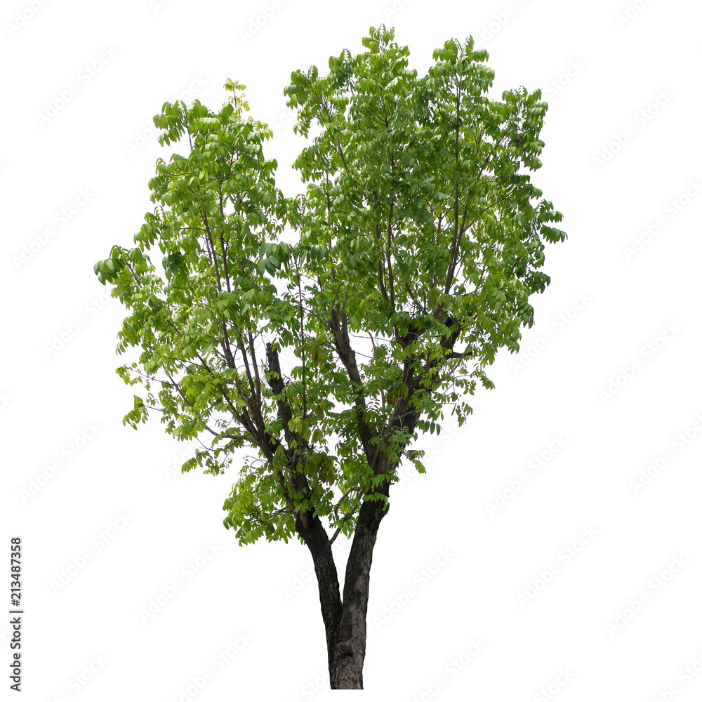 Obraz premium Tree isolated on a white background, Tree for design or decoration work.