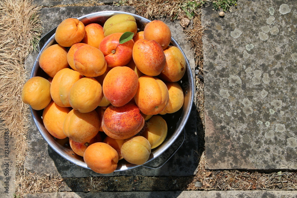 Colander full of freshly harvested organic vegan apricot fruits home