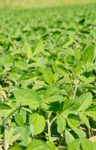 Wallpaper Mural soybean  plant on field with sun light in afternoon. Torontodigital.ca