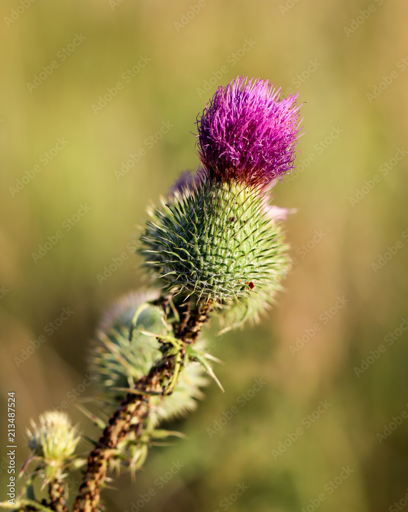 Mariendistel, Distel Mariendistel, Distel