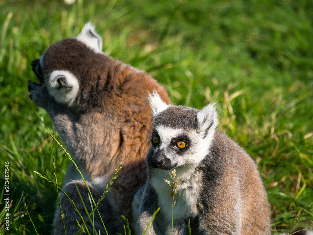 Obraz premium Lémurien