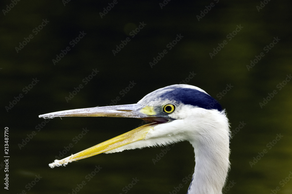 Wild grey heron (Ardea cinerea) on hunt in the River Thames - Richmond upon Thames, United Kingdom