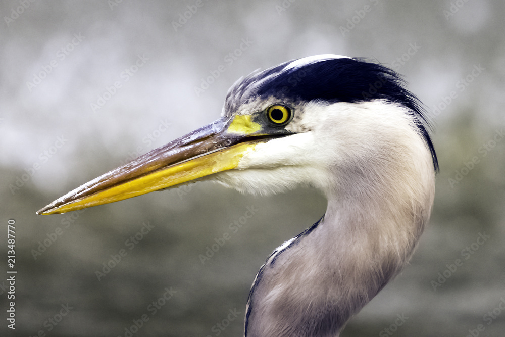 Wild grey heron (Ardea cinerea) on hunt in the River Thames - Richmond upon Thames, United Kingdom Wild grey heron (Ardea cinerea) on hunt in the River Thames - Richmond upon Thames, United Kingdom