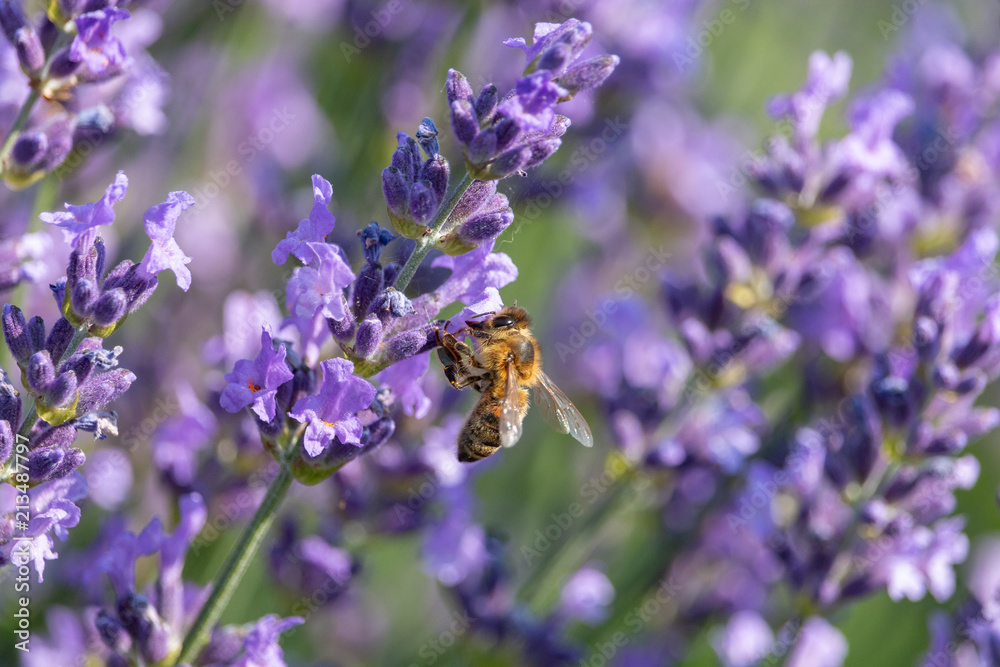 Honey bee collects nectar on purple lavender flowers. Summer, Czech Republic. Honey bee collects nectar on purple lavender flowers. Summer, Czech Republic.