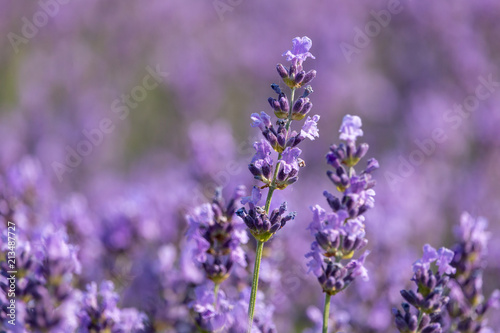 Beautiful flowers of blooming lavender with blurred purple background. Summer  Czech Republic.