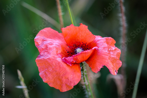 Fototapeta Naklejka Na Ścianę i Meble -  Mohnblume im Gras