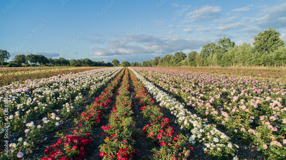 Luftaufnahme von bunten Rosenfeldern