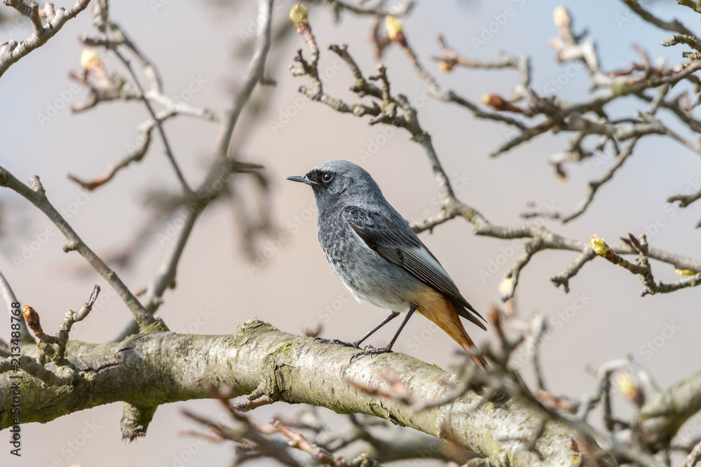 Black redstart or Tithy's redstart, blackstart or black redtail (Phoenicurus ochruros), male, perching on branch with blurred background. Beautiful songbird with orange tail, spring, Czech Republic. Black redstart or Tithy's redstart, blackstart or black redtail (Phoenicurus ochruros), male, perching on branch with blurred background. Beautiful songbird with orange tail, spring, Czech Republic.