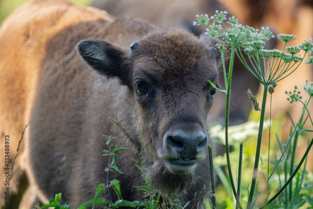 Young Wisent calf - european Bison