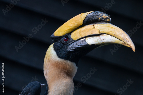 Картината върху платно Great hornbill (Buceros bicornis), male, also known as the great Indian hornbill or great pied hornbill