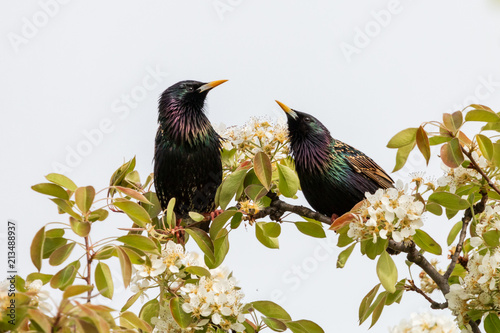A pair of starlings perching on a branch of a blossoming apple tree. Common starling (Sturnus vulgaris) or European starling has a glossy black plumage with a metallic sheen. Spring, Czech Republic.
