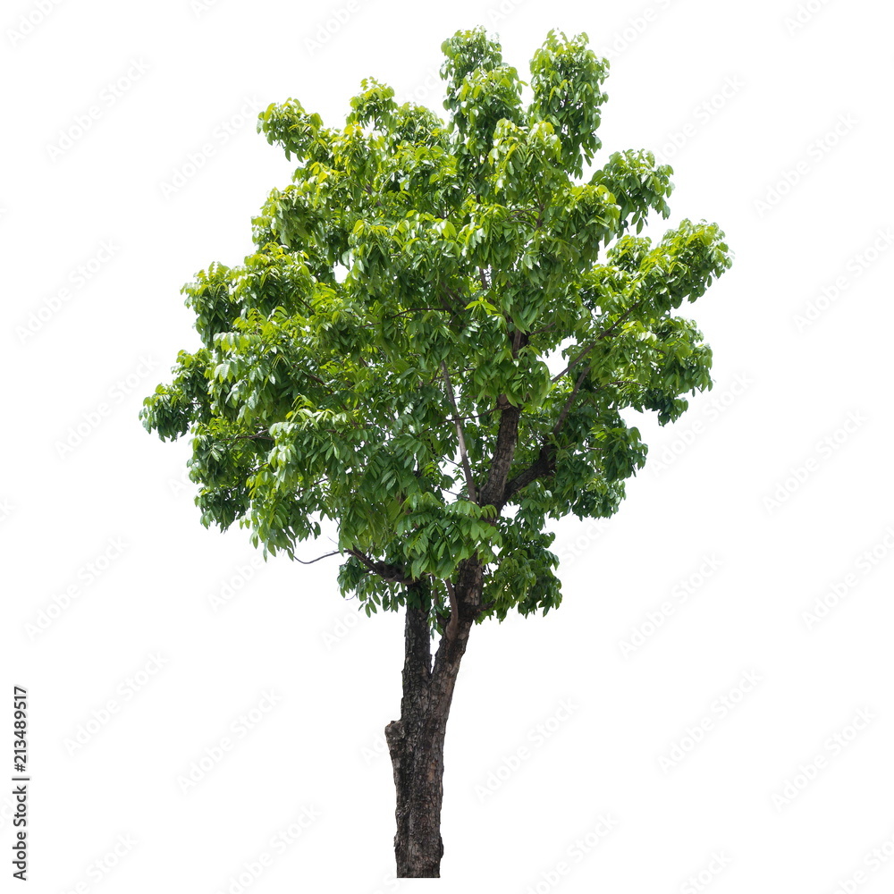 Obraz premium Tree isolated on a white background, Tree for design or decoration work.