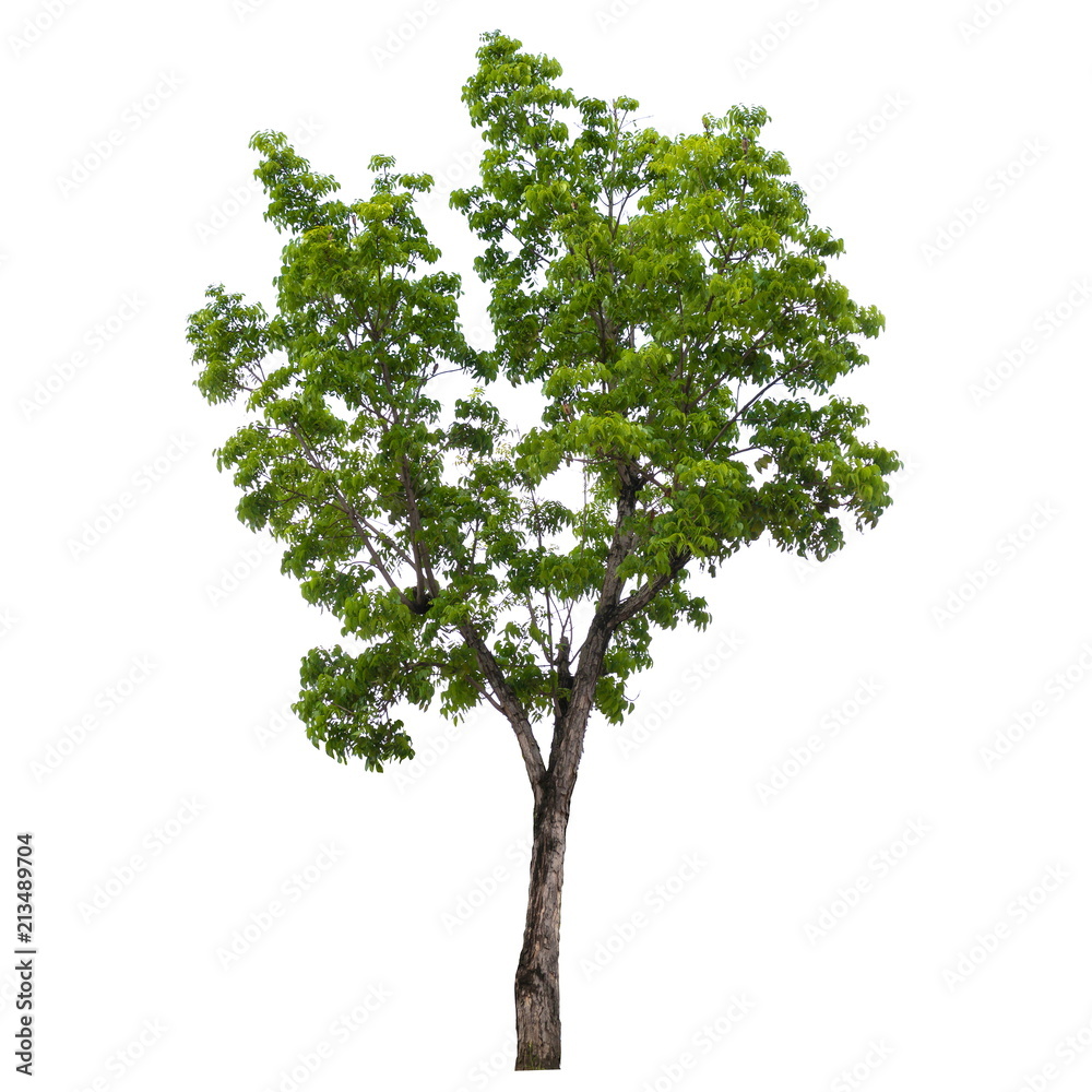 Tree isolated on a white background, Tree for design or decoration work.