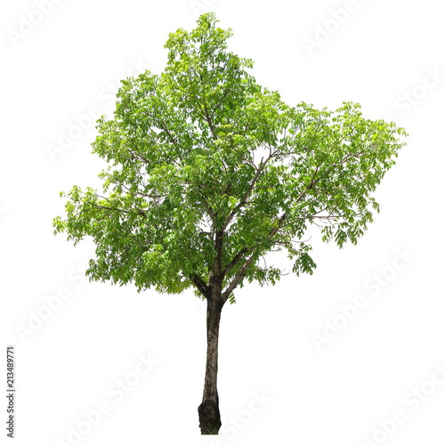 Tree isolated on a white background  Tree for design or decoration work.