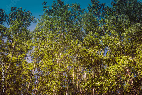 Green trees in summer park retro