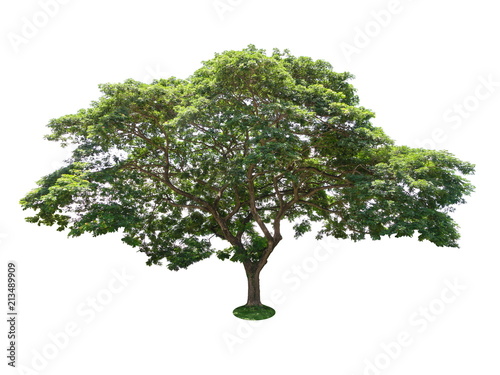 Tree isolated on a white background  Tree for design or decoration work.