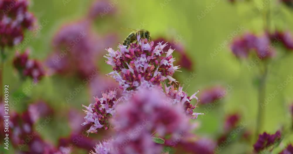 Bees collecting nectar on a flower in slow motion Bees collecting nectar on a flower in slow motion