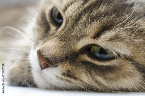 portrait of a cat close-up, full frame