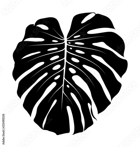 monstera leaf