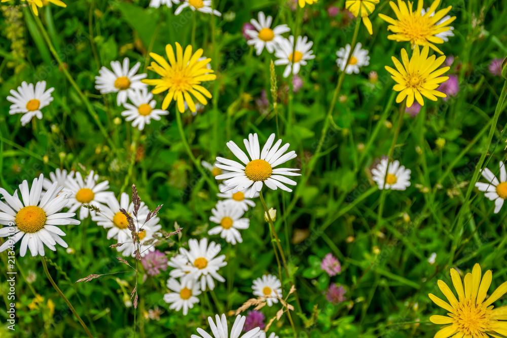 Beautiful wildflowers grow on a meadow at the foot of the mountains. Beautiful wildflowers grow on a meadow at the foot of the mountains.