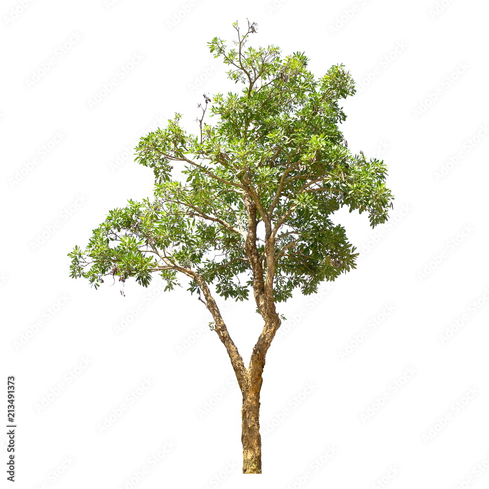 Tree isolated on a white background, Tree for design or decoration work.