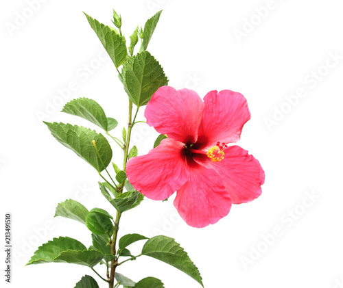Hibiscus rosa sinensis flower , isolated on white