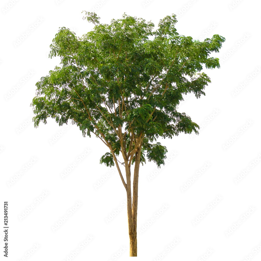 Fototapeta premium Tree isolated on a white background, Tree for design or decoration work.
