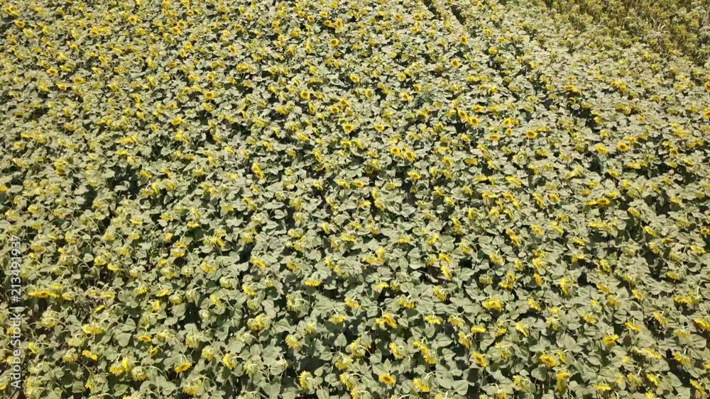 Yellow sunflowers. Wonderful rural landscape of sunflower field in sunny day. Drone aerial view Yellow sunflowers. Wonderful rural landscape of sunflower field in sunny day. Drone aerial view