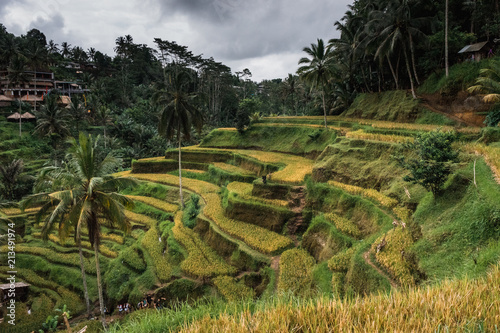Ubud, Bali: Scenic view of beautifully green rice fields surrounded by palm trees in cloudy day