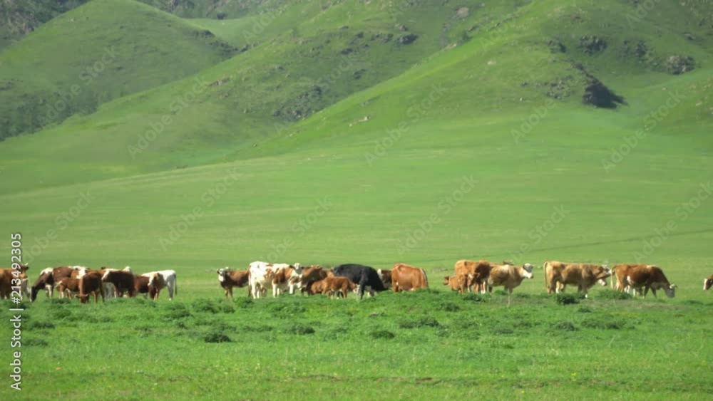 Cows walk on a green grass. Mountain landscape. Cows walk on a green grass. Mountain landscape.