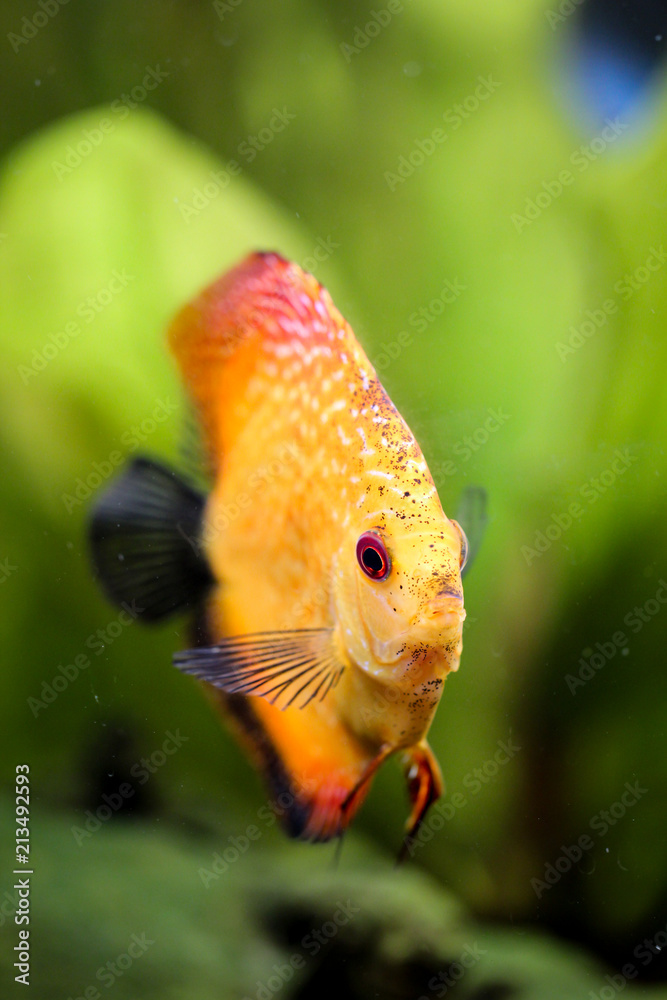 Diskusfisch im Aquarium, Aquaristik Diskusfisch im Aquarium, Aquaristik
