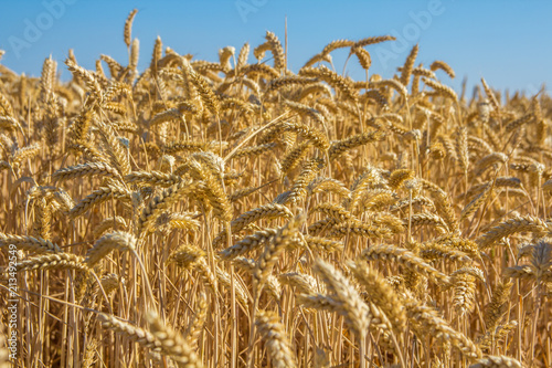 closeup of golden wheat grain crop with natural blue sky background