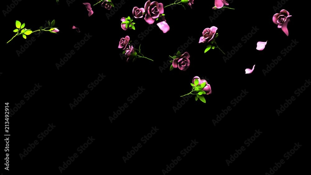 Falling Pink Roses On Black Background.3DCG render Animation. Stock ...