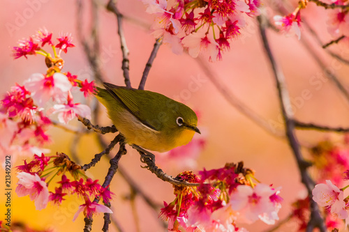 Japanese White-eye.The background is cherry blossoms(Japanese name is Kanzakura). Located in Tokyo Prefecture Japan.