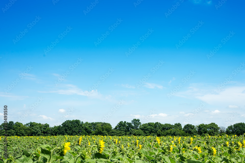 Sunflower field landscape with green forest. Sunflowers close under rainy clouds