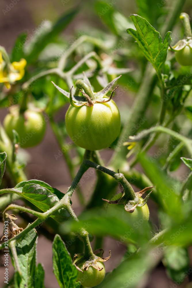 Green tomatoes on a bush in the garden Green tomatoes on a bush in the garden