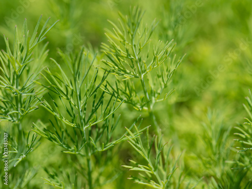Green dill in the garden as a background